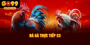 Đá gà trực tiếp C3